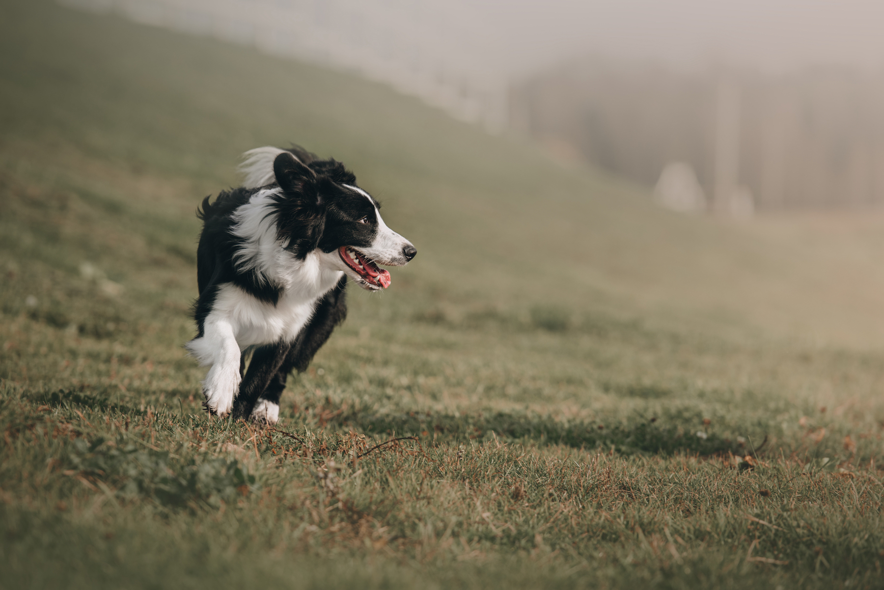 working dog breeding services