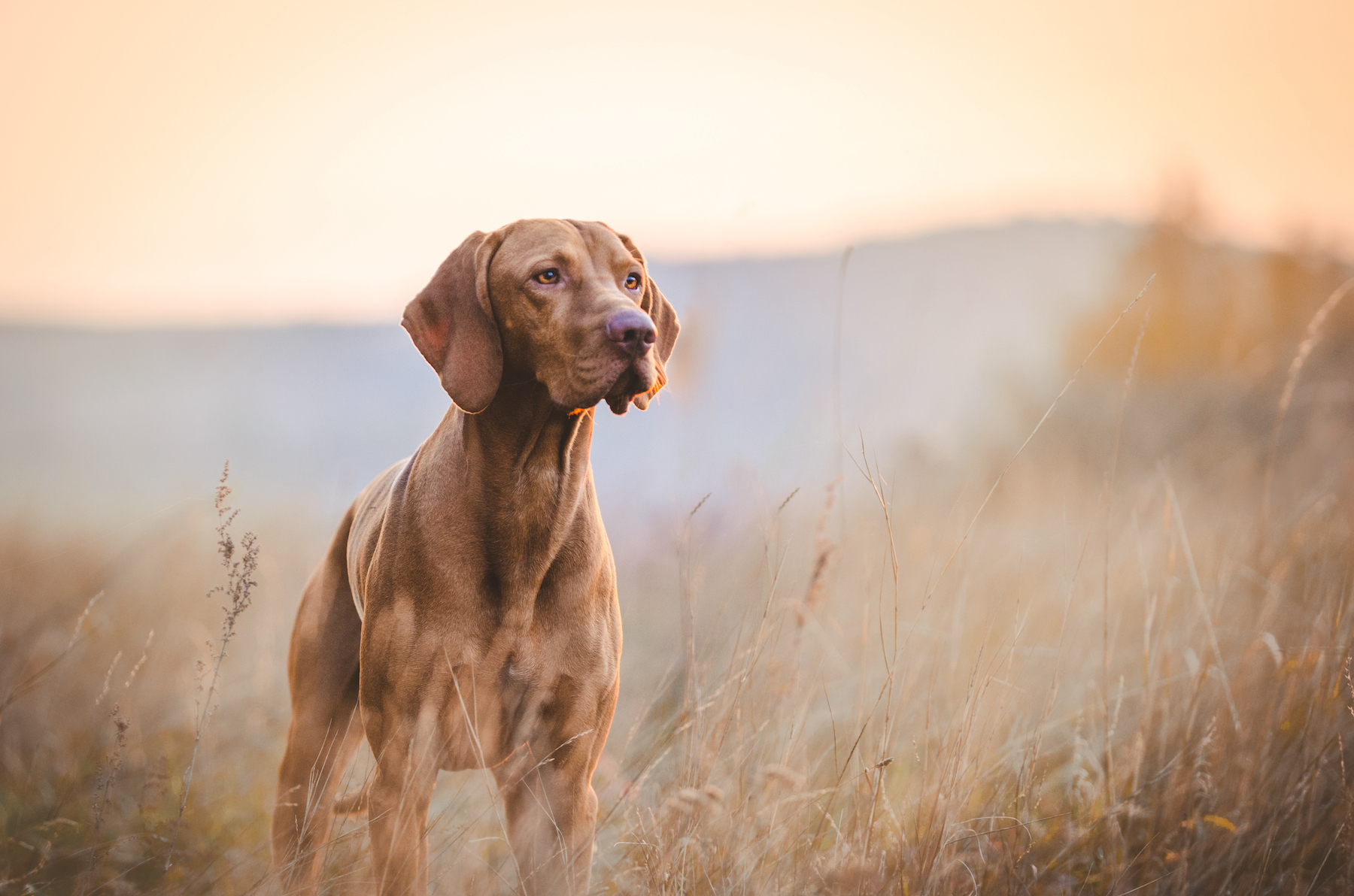 working dog breeding